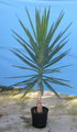 Yucca Guatemalensis